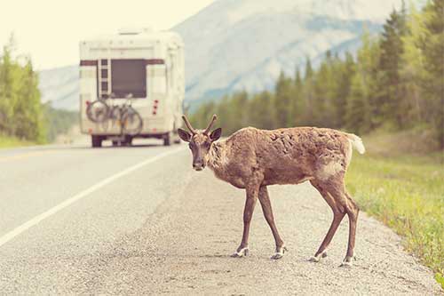 how to avoid hitting a deer or other animals on the road