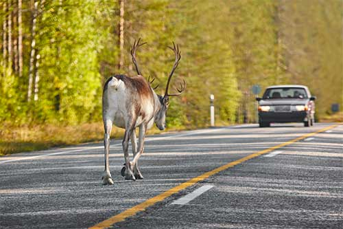 does insurance over roadkill