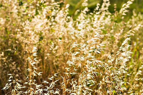 roundup cancer lawsuit herbicide on crops